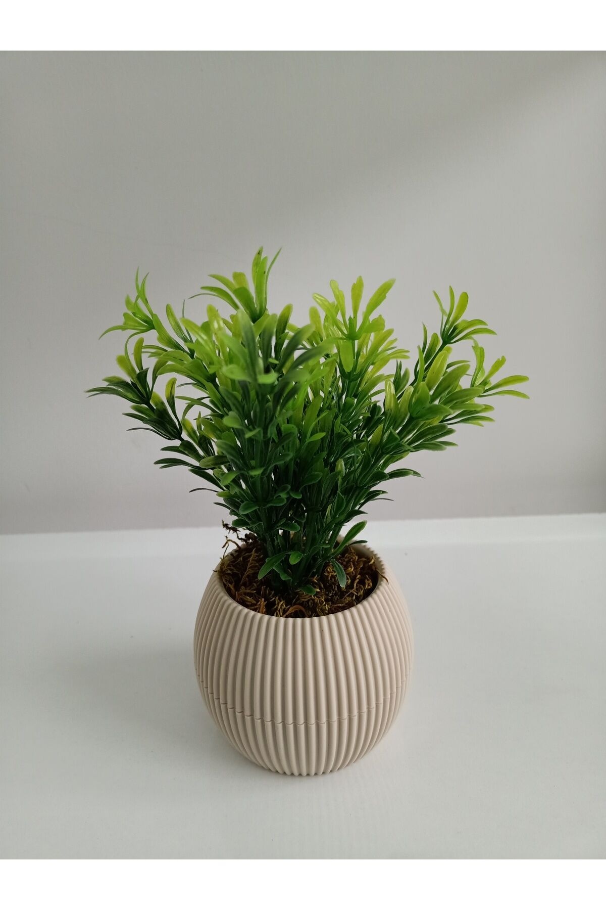 Mini Bej Saksıda Yapay Afrika Zambağı Taş Yosunlu Dekoratif Hediyelik Mutfak Ofis Masa Çiçeği